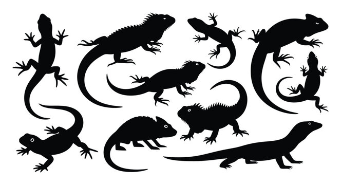 Black lizard and reptile silhouettes for educational presentations or natural history projects