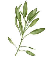 Fototapeta premium Olive branch illustration 