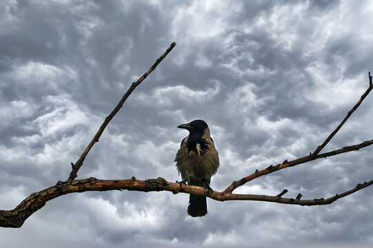 Hooded Crow Perched on a Bare Tree Branch Under a Dramatic dark grey Stormy Sky