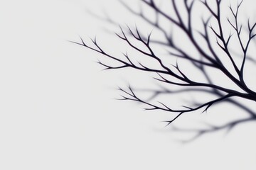 Fototapeta premium Elegant black branches silhouetted against a soft white background.