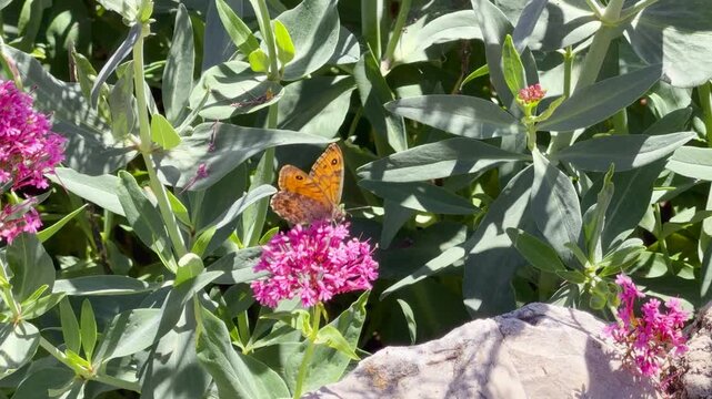 Orange Butterfly Pollinating Pink Valerian Flowers in a Sunny Garden in France