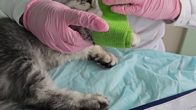 Veterinarian wraps paw of cat during check-up at animal clinic in the afternoon