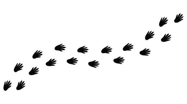 Animal footprints on transparent background with rat and mouse paw prints. Simple flat style vector trail isolated illustration related to rodents and hantavirus.	