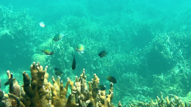 Indo-Pacific Sergeant Damselfish Swimming Over Tropical Coral Reef in Palau