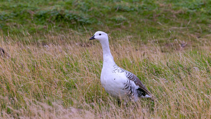 a male upland goose at laguna azul in torres del paine national park of patagonia, chile © chris