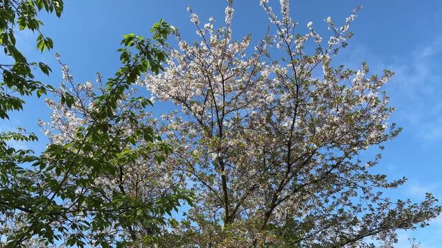 4K video of spring flowers blooming with sun rays coming through the branches in a Chinese urban park.