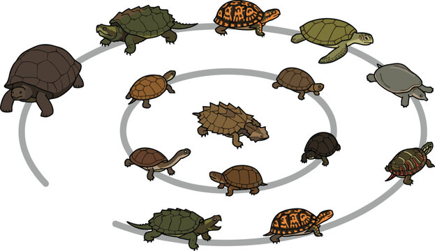 Various Turtle and Tortoise Species Vector Collection Arranged in Spiral Pattern with Different Sizes and Shell Designs in Cartoon Style