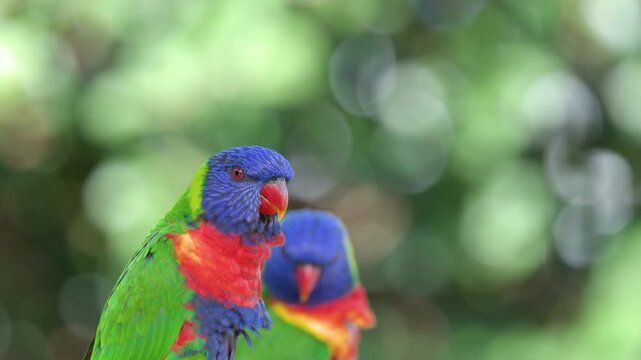 Two Rainbow Lorikeets Perched Together in a Lush Tropical Garden