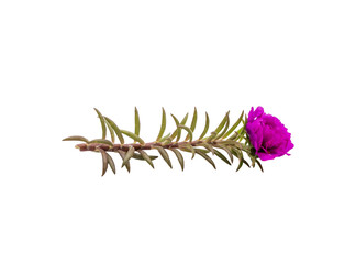 Fototapeta premium Single purple flower with green stem and leaves lying horizontally on Transparent background, minimal studio still life with copy space.