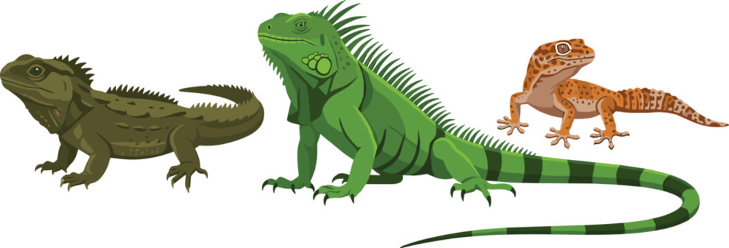 Lizard Species Vector Set Featuring Two Green Iguanas and Orange Crested Gecko in Detailed Flat Cartoon Illustration Style
