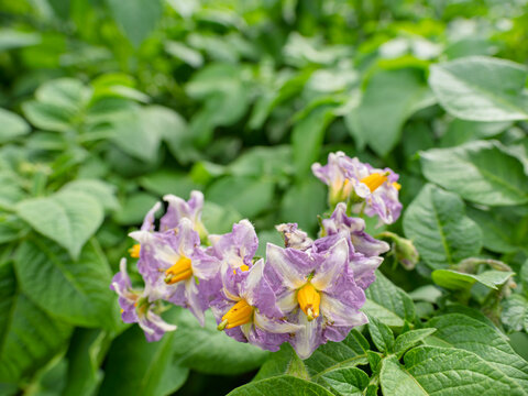 実りへのプロローグ。可憐なじゃがいもの花