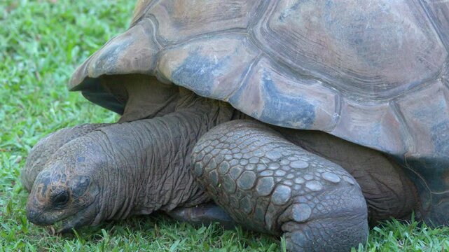 Aldabra Giant Tortoise Grazing on Green Grass in Queensland Australia