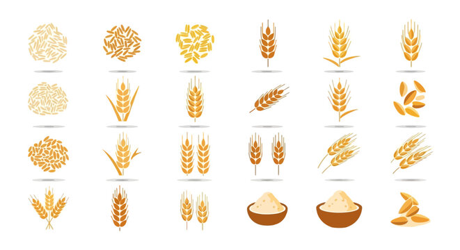 Variety of wheat grains and ears.