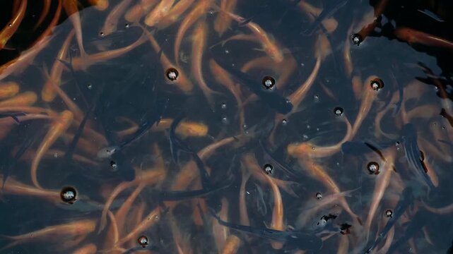 Top view of many young orange and black koi fish swimming in a pond