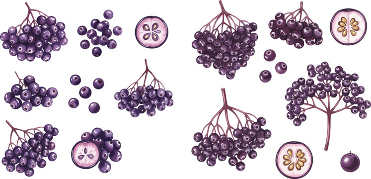 Elderberry hand drawn vector set: berries, branches, and cross-sections isolated on white background.