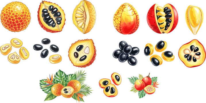 Set of tropical fruits and seeds, including gac fruit, cupuacu, and other exotic varieties, in a vibrant botanical illustration.