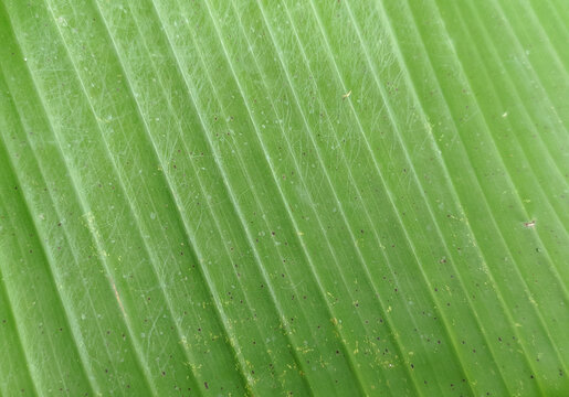 Green banana leaf with natural texture and parallel veins. Macro details of organic nature background with ample copy space perfect for backgrounds, wallpaper, text overlays and graphic design element