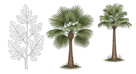 Palm Tree Illustrations: Sketch, Fan Palm, and Tall Tree with Foliage © malika