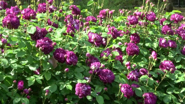 Un oc&eacute;an de roses violettes.