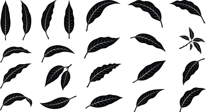 Collection of black mango leaf silhouettes isolated on white

Set of various mango tree leaf shapes vector illustration

Tropical mango foliage silhouettes collection for design
