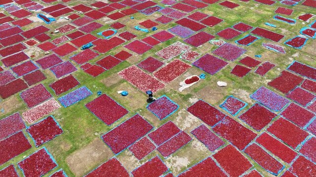 Aerial view of red chili peppers spread in rectangular patterns on green grass for drying with a worker in Panchagarh, Rangpur Division, Bangladesh.