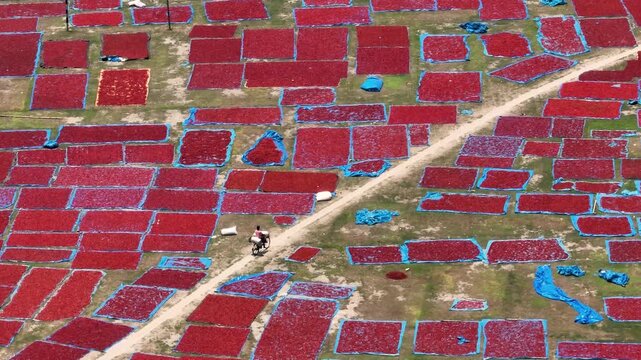 Aerial view of red chili peppers drying on blue tarps in a field with a person on a bicycle on a dirt path Panchagarh, Rangpur Division, Bangladesh.