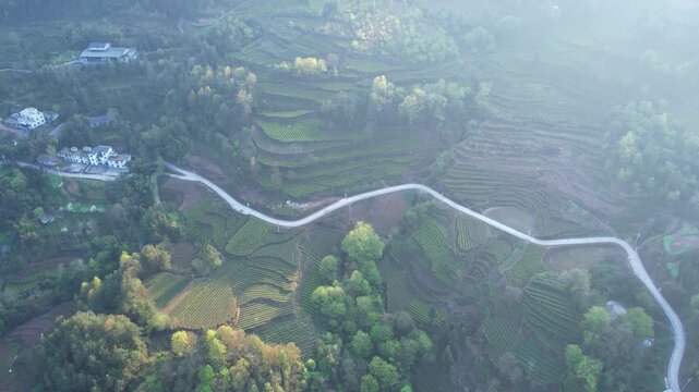 4K aerial video of spring terraced tea gardens in the sunshine