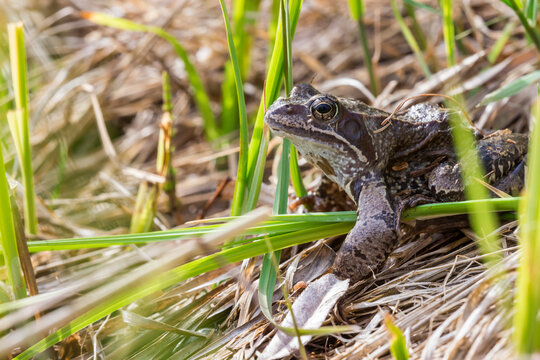 Rana temporaria frog in yellow grass in close-up. macro photo