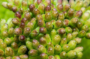 Fototapeta premium inflorescence buds in a very close-up view. future flowers