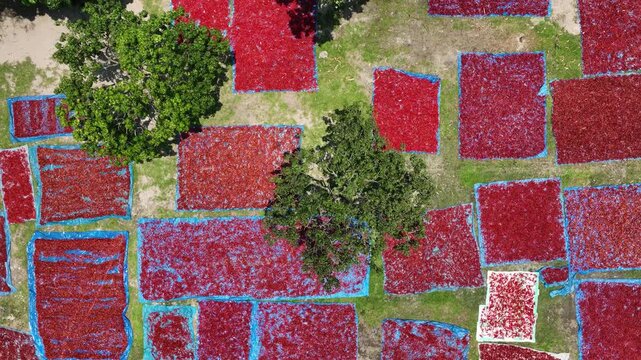 Aerial view of red chili peppers drying on blue mats spread across green fields under the sun in Panchagarh, Rangpur Division, Bangladesh.