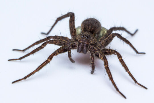 Pardosa amentata spider with a cocoon taken in close-up on a white background.