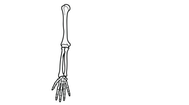 Human arm skeleton vector illustration with detailed bone anatomy outline isolated on gray background, black and white medical line art for education and healthcare design.