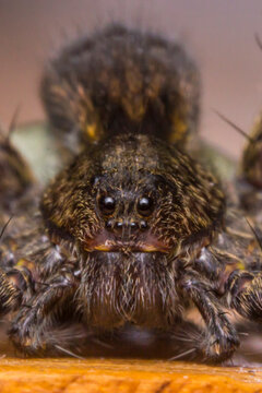 Pardosa amentata spider very close-up. spider portrait