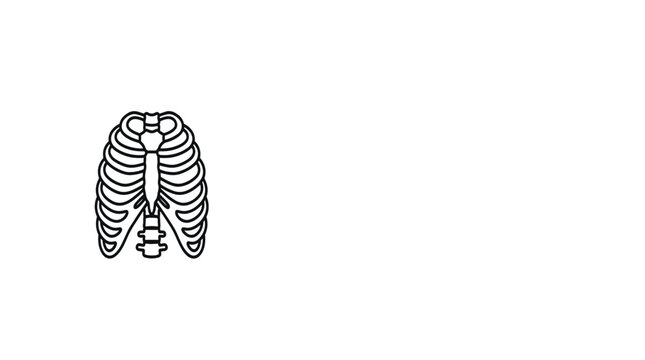 Minimal human rib cage anatomy vector illustration with sternum and spine outline, medical skeletal chest icon design isolated on light background for healthcare education.