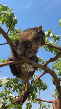 Cat khel rahi hai