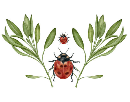 ladybug on a leaf illustration 