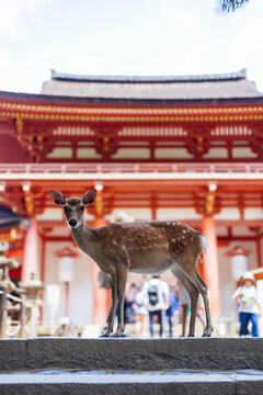 ciervo sika, en el parque de Nara, Jap&oacute;n, delante de un templo rojo mirando hacia la c&aacute;mara. 