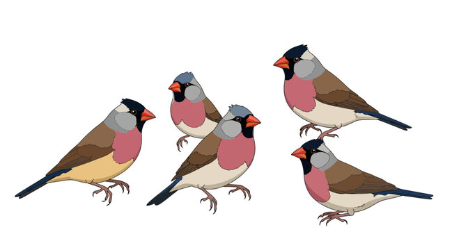 Colorful exotic finches with pink chests and red beaks collection