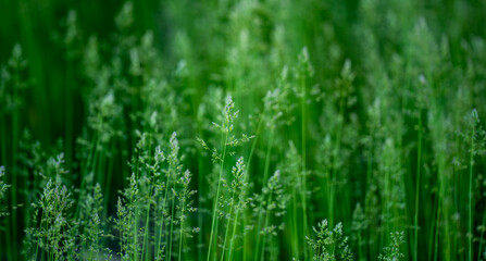 Fototapeta premium Field grass forms natural pattern. Wild field plants create green texture. Field scenery feels peaceful and soft. Field background supports countryside nature.