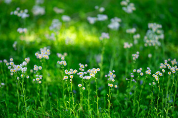 Fototapeta premium Daisy flowers bloom across green field. Soft daisy background feels peaceful outdoors. Daisy blossom scenery glows in sunlight. Vibrant daisy texture supports springtime nature.
