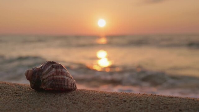Seashell on sandy beach at golden sunrise with waves crashing in background.
