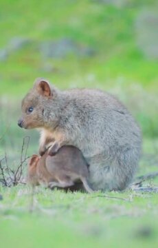 quoka mother with baby