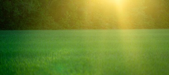 Fototapeta premium Field background shows fresh grass. Sunlit field scenery feels calm. Field landscape supports summer outdoors. Green field pattern looks natural.