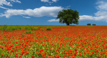 Obraz premium A lone giant tree in a poppy field against a beautiful sky in the Almaty region of southeastern Kazakhstan