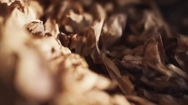 Dry brown leaves and petals accumulating, creating a natural background texture with warm light highlighting the delicate details of their organic surfaces