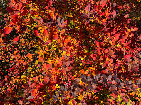 Autumn leaves Berberis thunbergii red japanese thunberg's barberry bush.