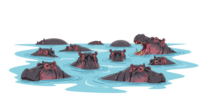 Pod of hippopotamuses swimming in water with one hippo yawning