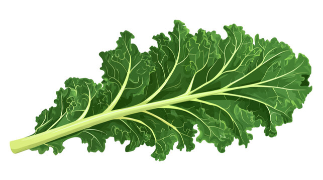 Fresh green leafy vegetable with ruffled edges and prominent veins