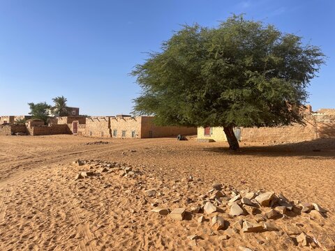Large tree towering over traditional houses in Chinguetti, Mauritania