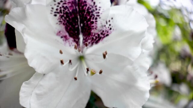 Delicate white Rhododendron pseudochrysanthum bloom with striking purple spots, captured in soft macro detail.